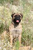 BULLMASTIFF 248